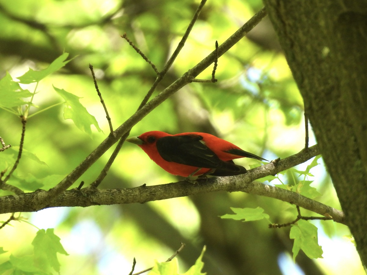 Scarlet Tanager - ML635882540