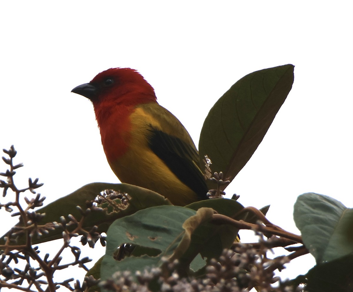 Red-hooded Tanager - ML635882543