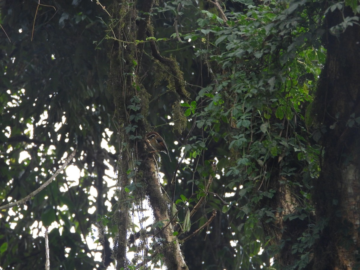 Rufous-winged Fulvetta - ML635882593