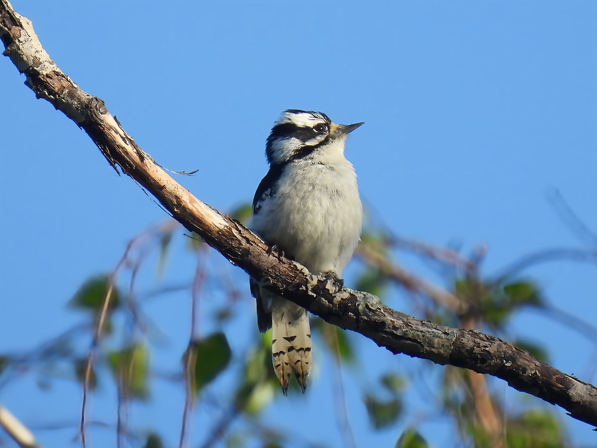 Downy Woodpecker - ML635882628