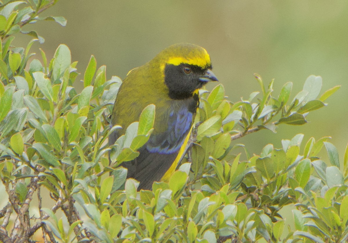 Masked Mountain Tanager - ML635882641