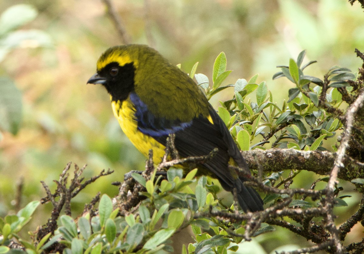 Masked Mountain Tanager - ML635882642