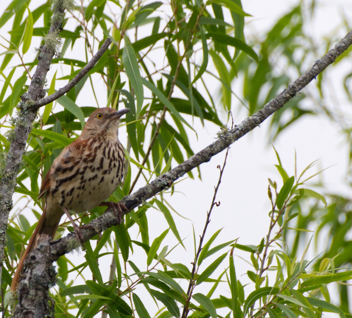 Brown Thrasher - ML635882650