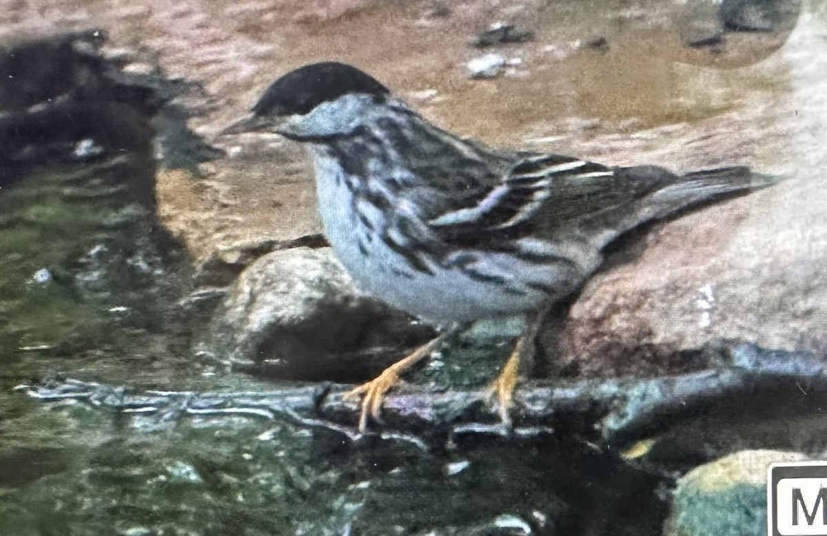 Blackpoll Warbler - ML635882703