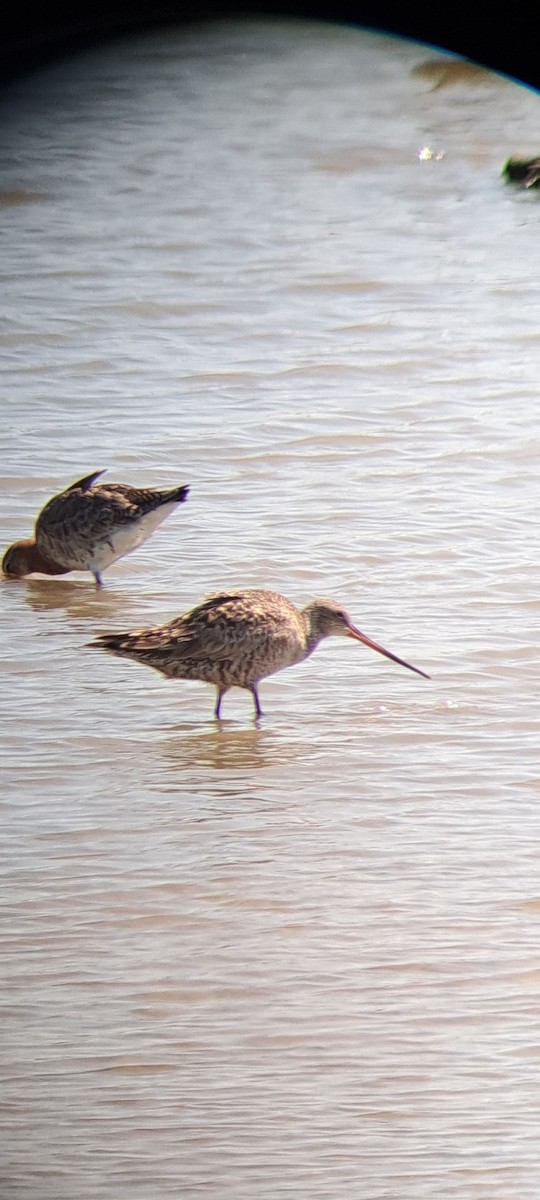 Hudsonian Godwit - ML635882796
