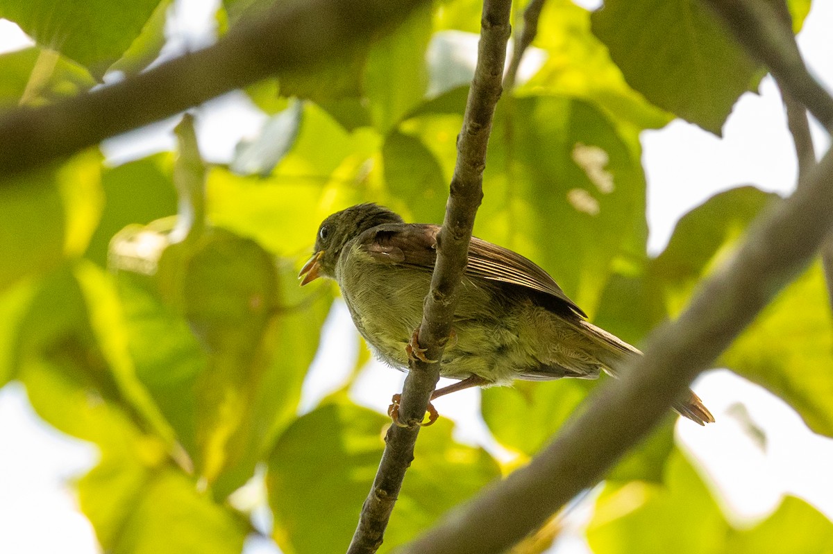 Bulbul verdâtre - ML635882805
