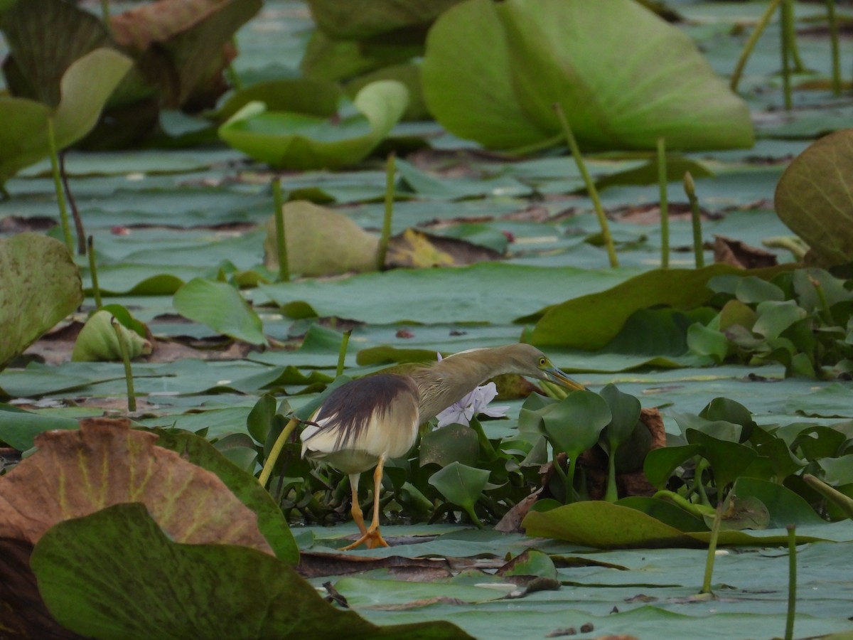 Indian Pond-Heron - ML635882812