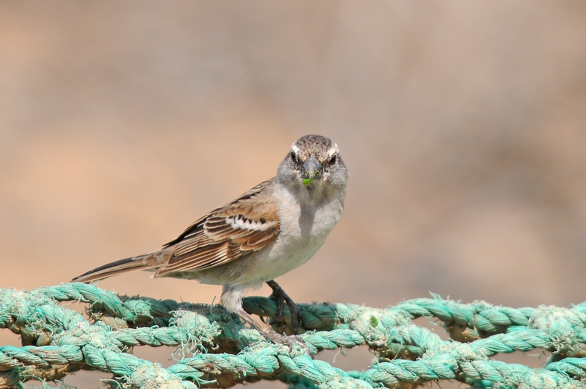Moineau du Cap-Vert - ML635883156