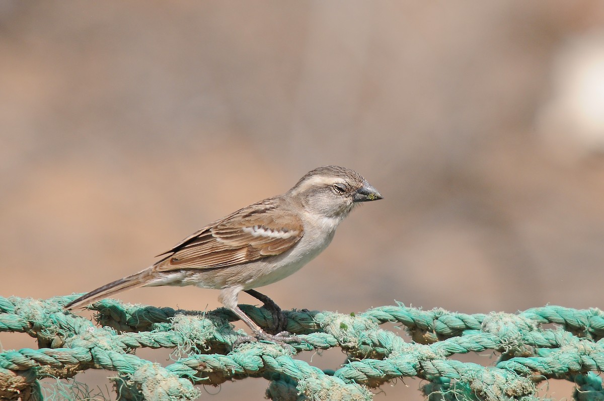 Moineau du Cap-Vert - ML635883158