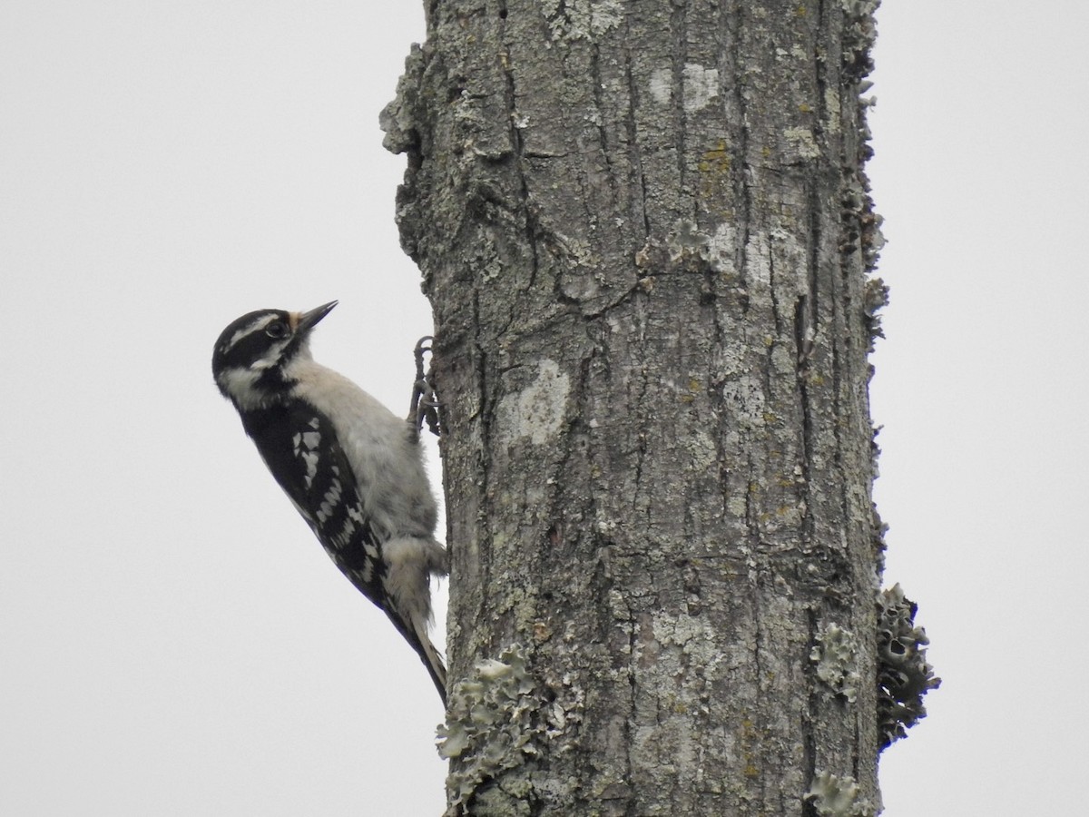Downy Woodpecker - ML635883252