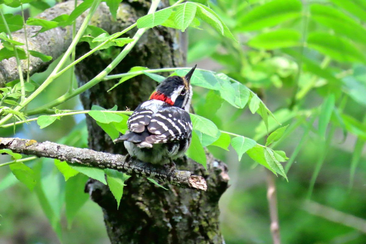 Downy Woodpecker - ML635883340