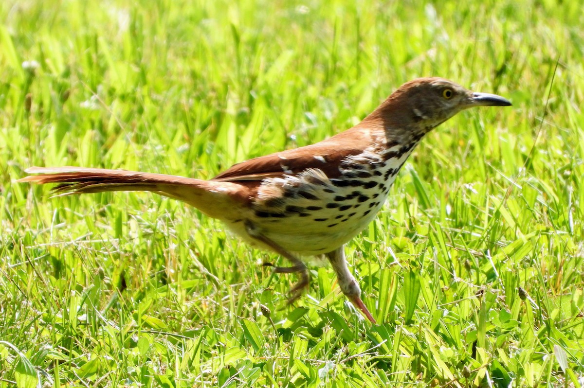 Brown Thrasher - ML635883395