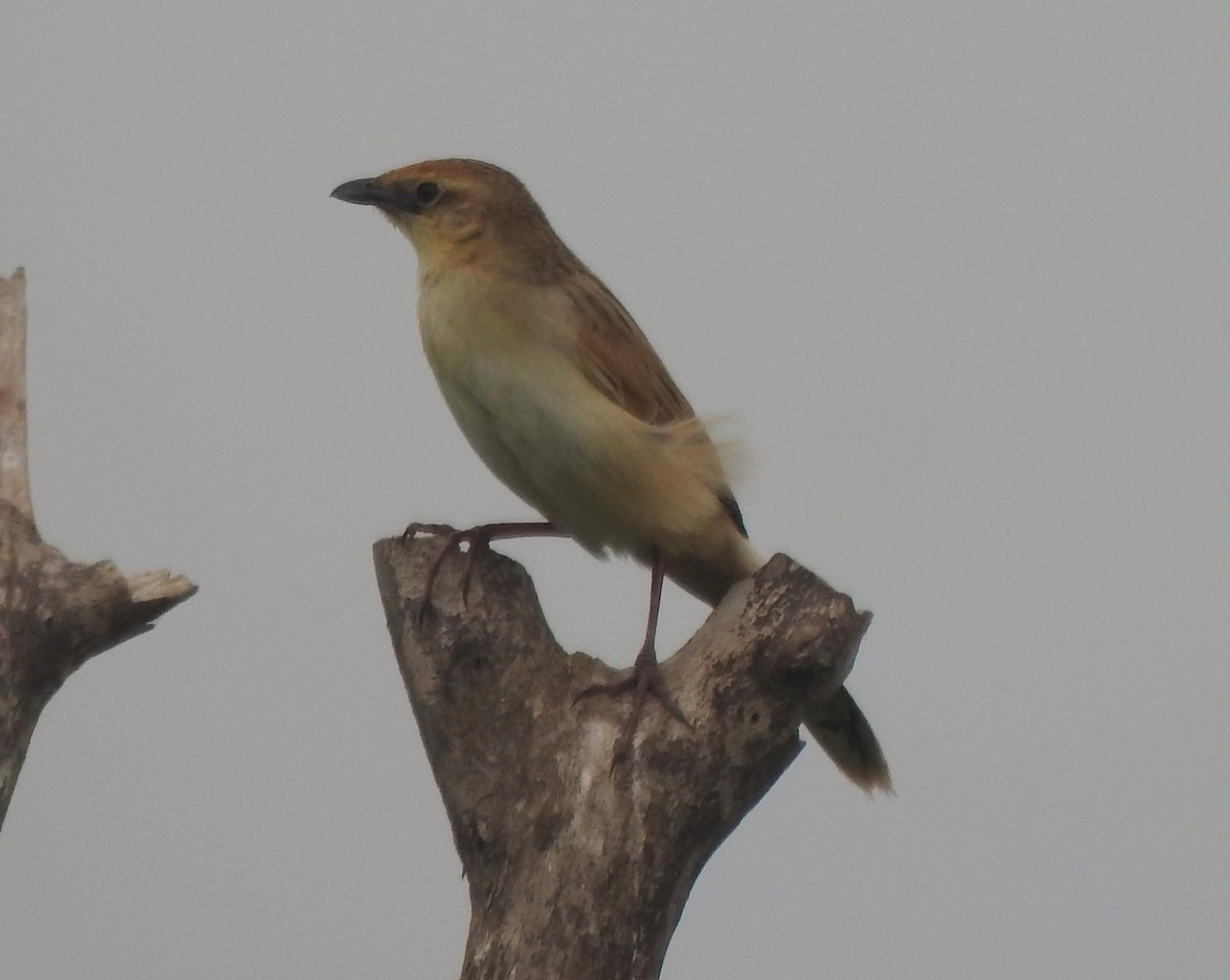 Bristled Grassbird - ML635883427