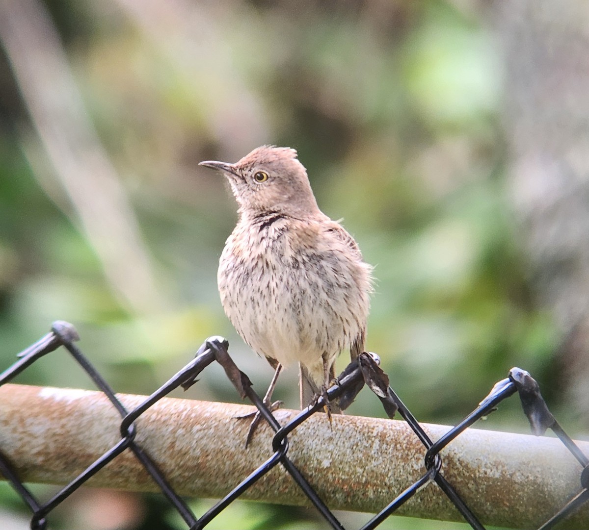 Sage Thrasher - ML635883501