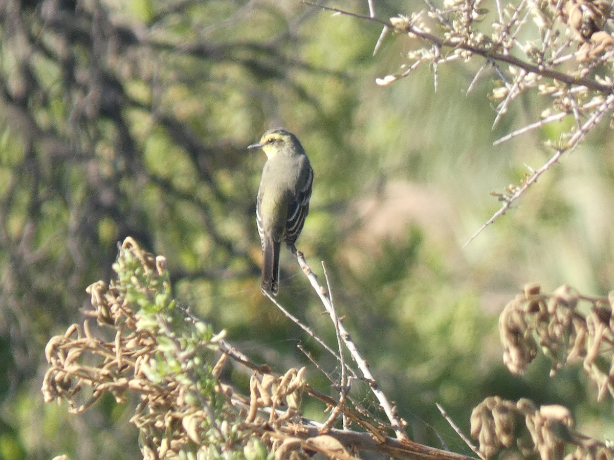 Yellow-browed Tyrant - ML635883598