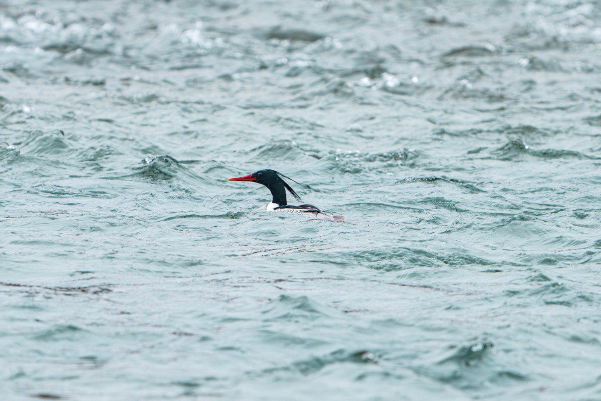 Scaly-sided Merganser - ML635883694
