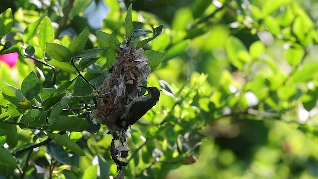 Purple-banded Sunbird - ML635883704