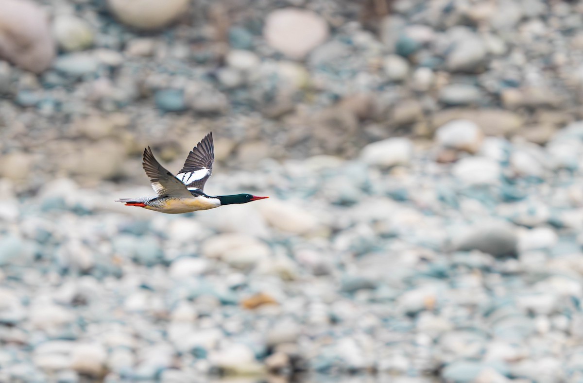 Scaly-sided Merganser - ML635883705