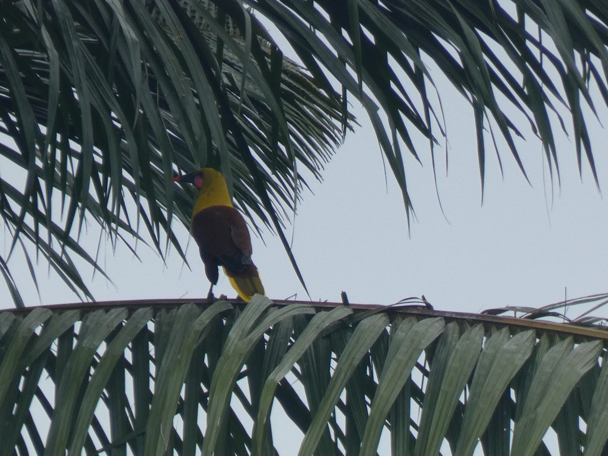 Olive Oropendola - ML635883911