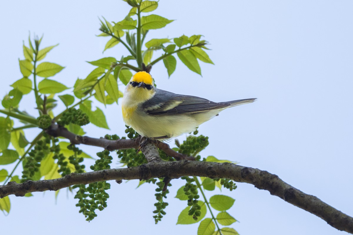Brewster's Warbler (hybrid) - Ian Campbell