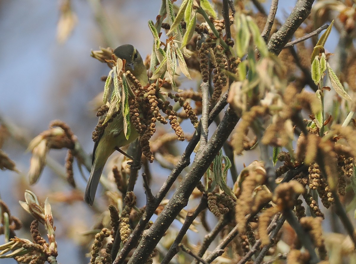 Tickell's Leaf Warbler (Tickell's) - ML635883969