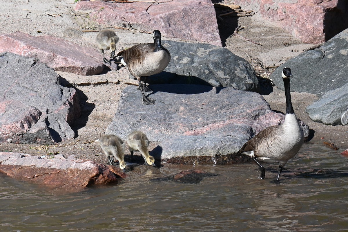 Canada Goose - ML635884211