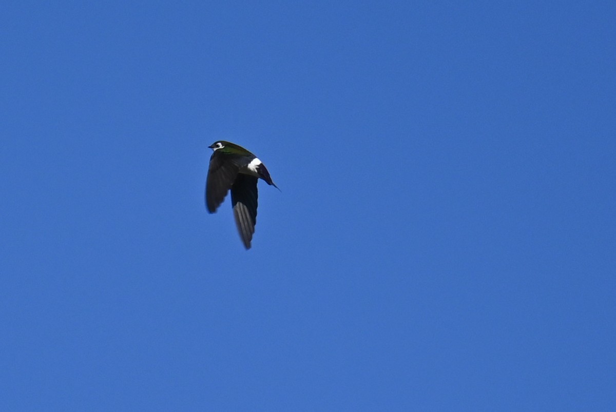 Violet-green Swallow - ML635884226