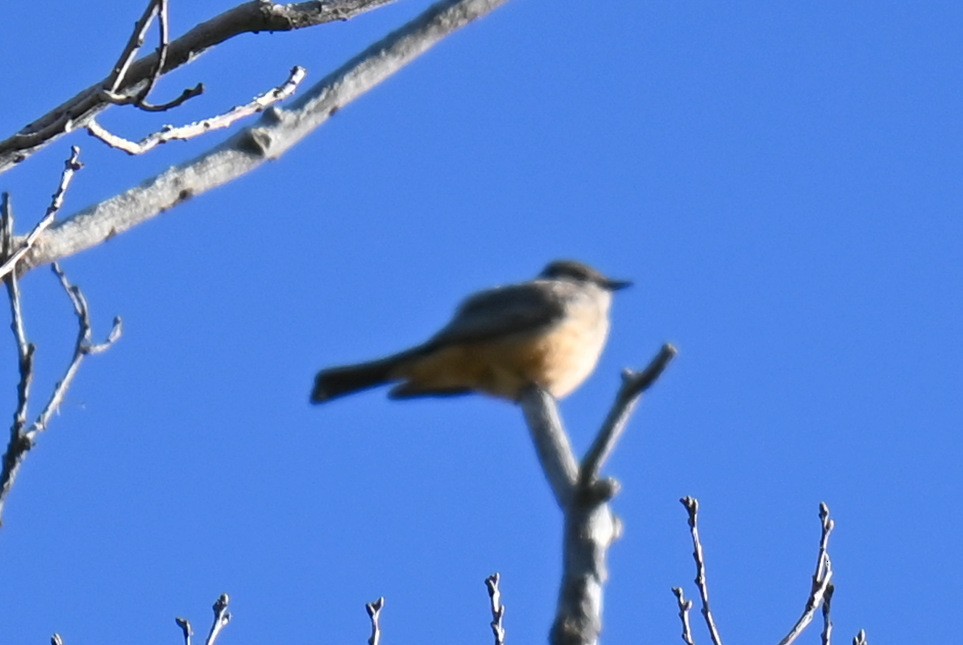 Say's Phoebe - ML635884229