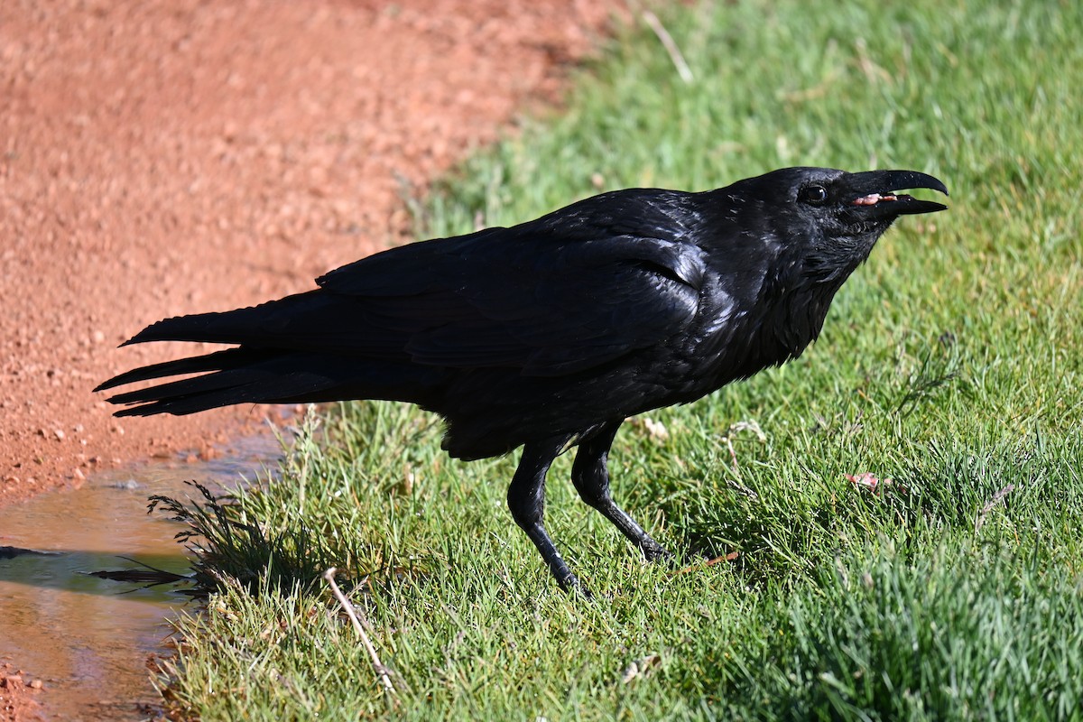 Common Raven - ML635884237