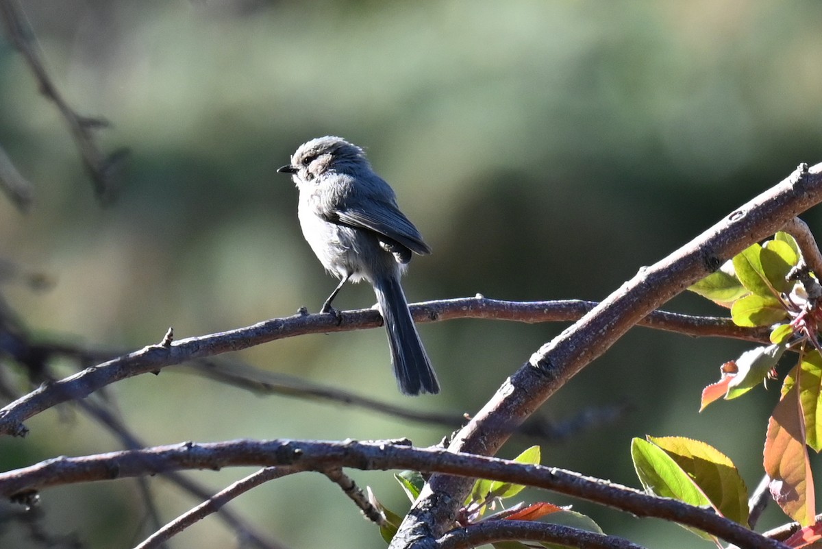 Bushtit - ML635884245