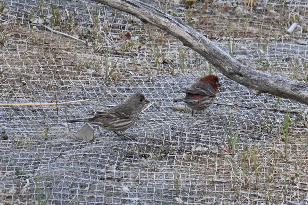 House Finch - ML635884249