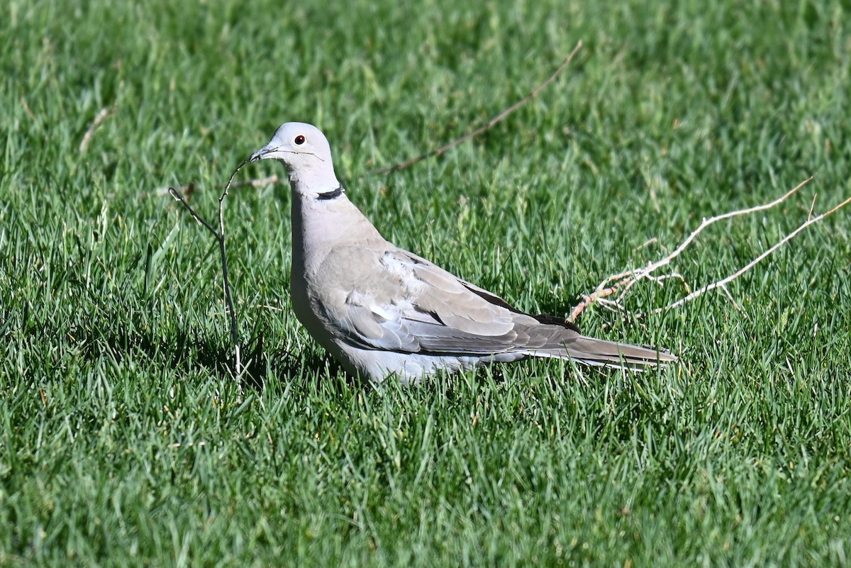 Eurasian Collared-Dove - ML635884265