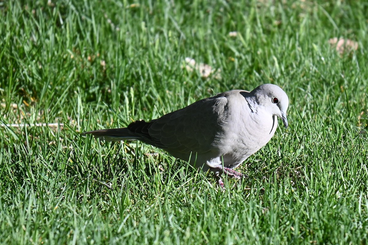 Eurasian Collared-Dove - ML635884266