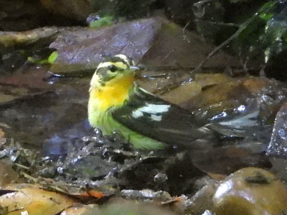 Blackburnian Warbler - ML635884325