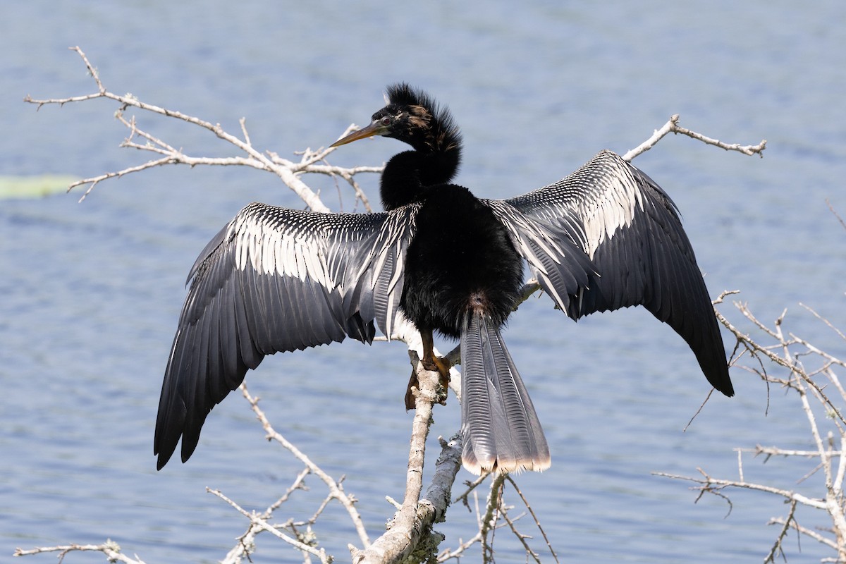 Anhinga - ML635884587