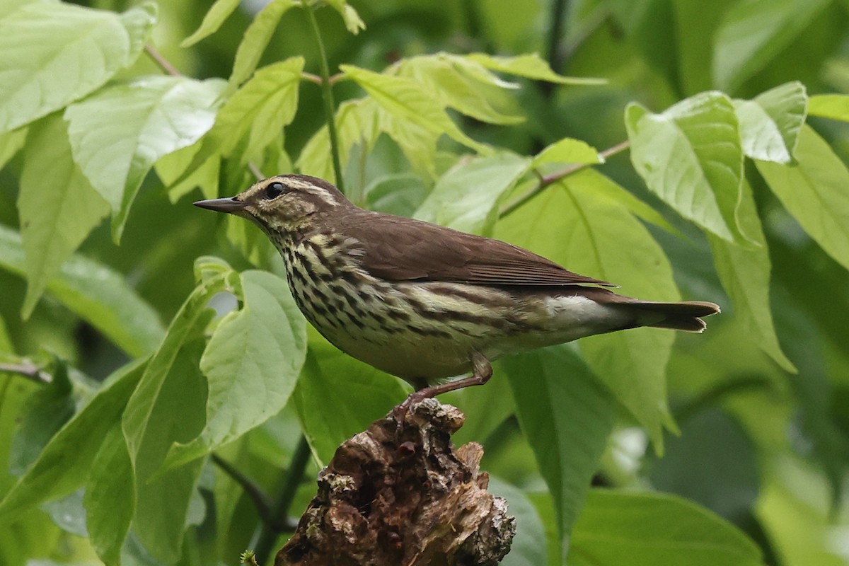 Northern Waterthrush - ML635884629