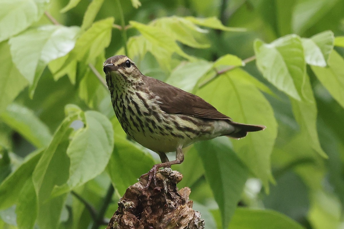 Northern Waterthrush - ML635884641