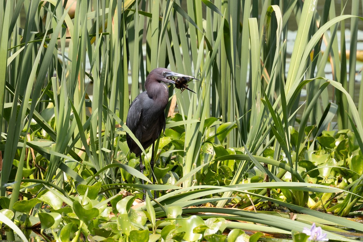 Little Blue Heron - ML635884720