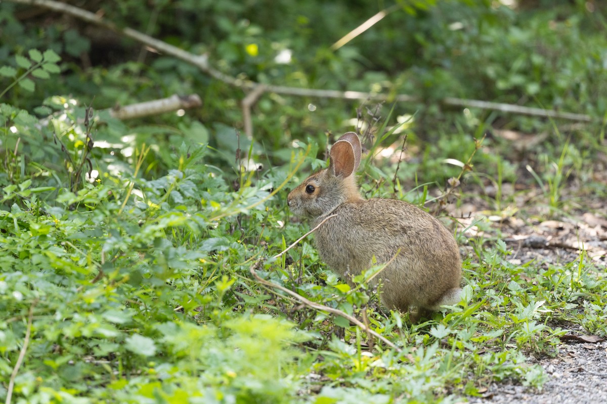 Cottontail Rabbits - ML635884787