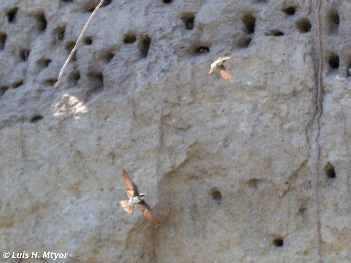 Bank Swallow - ML635884978