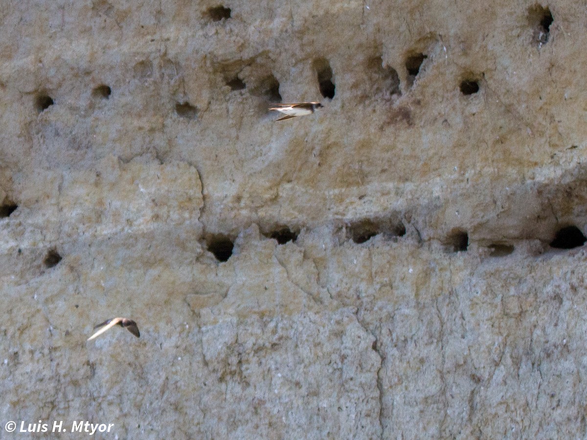 Bank Swallow - ML635884979