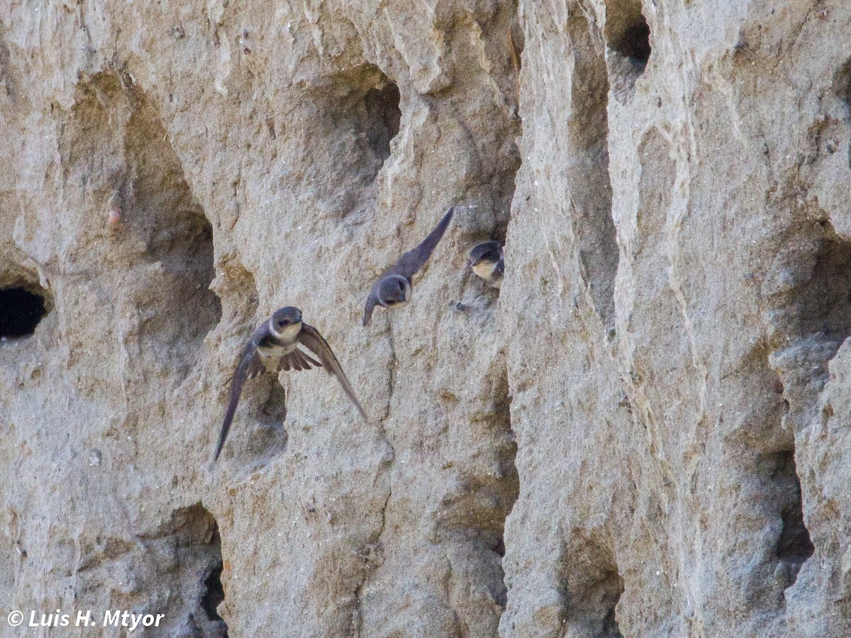 Bank Swallow - ML635884980