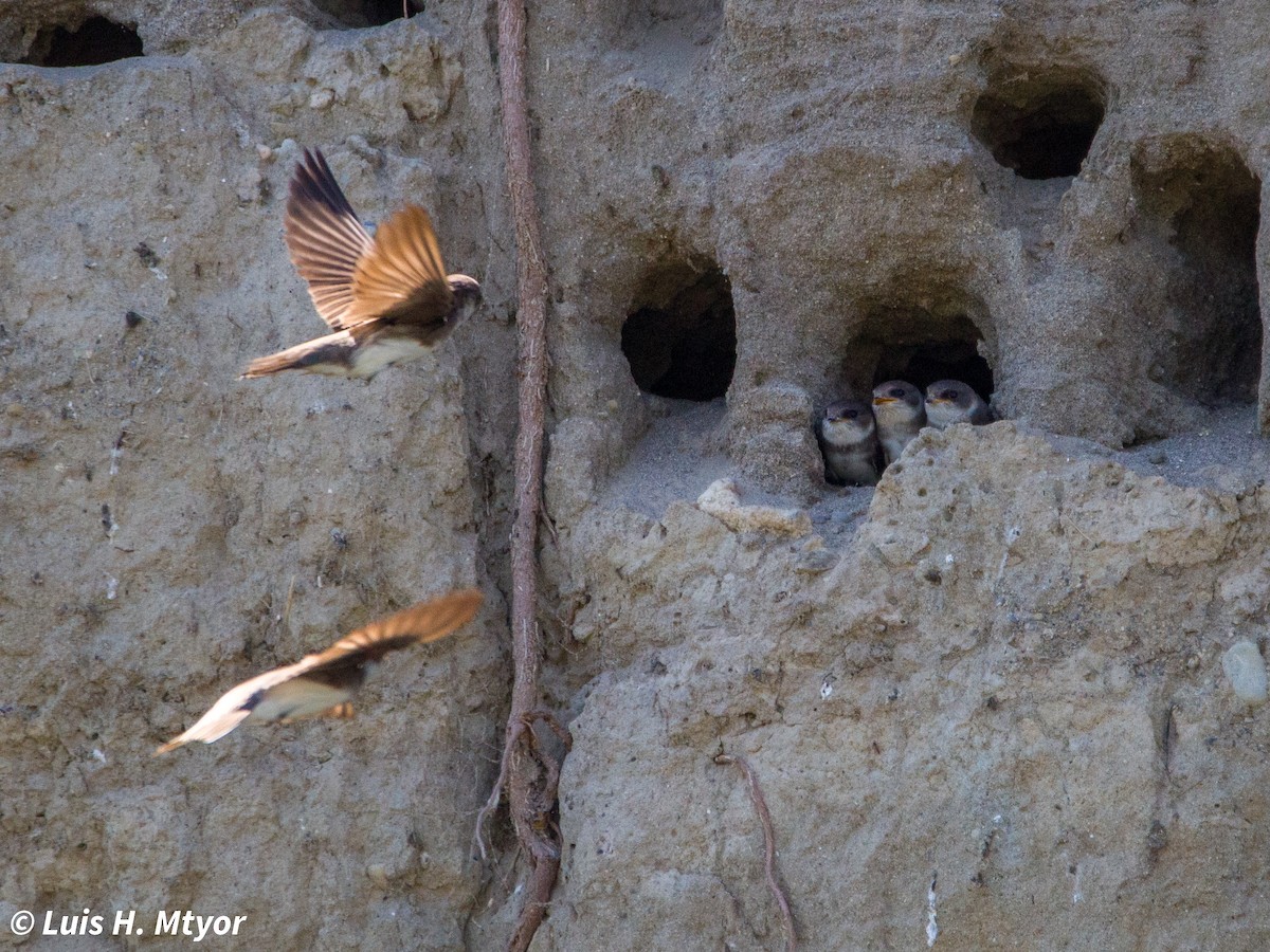 Bank Swallow - ML635884981