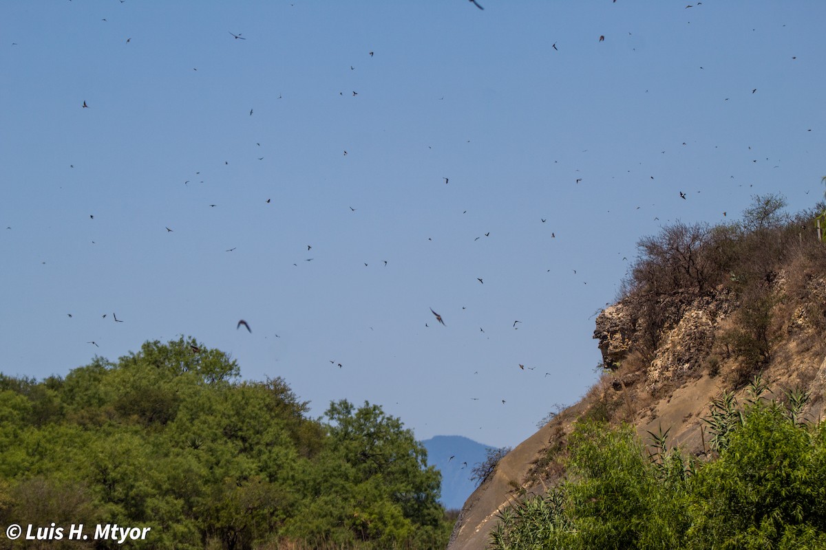 Bank Swallow - ML635884985
