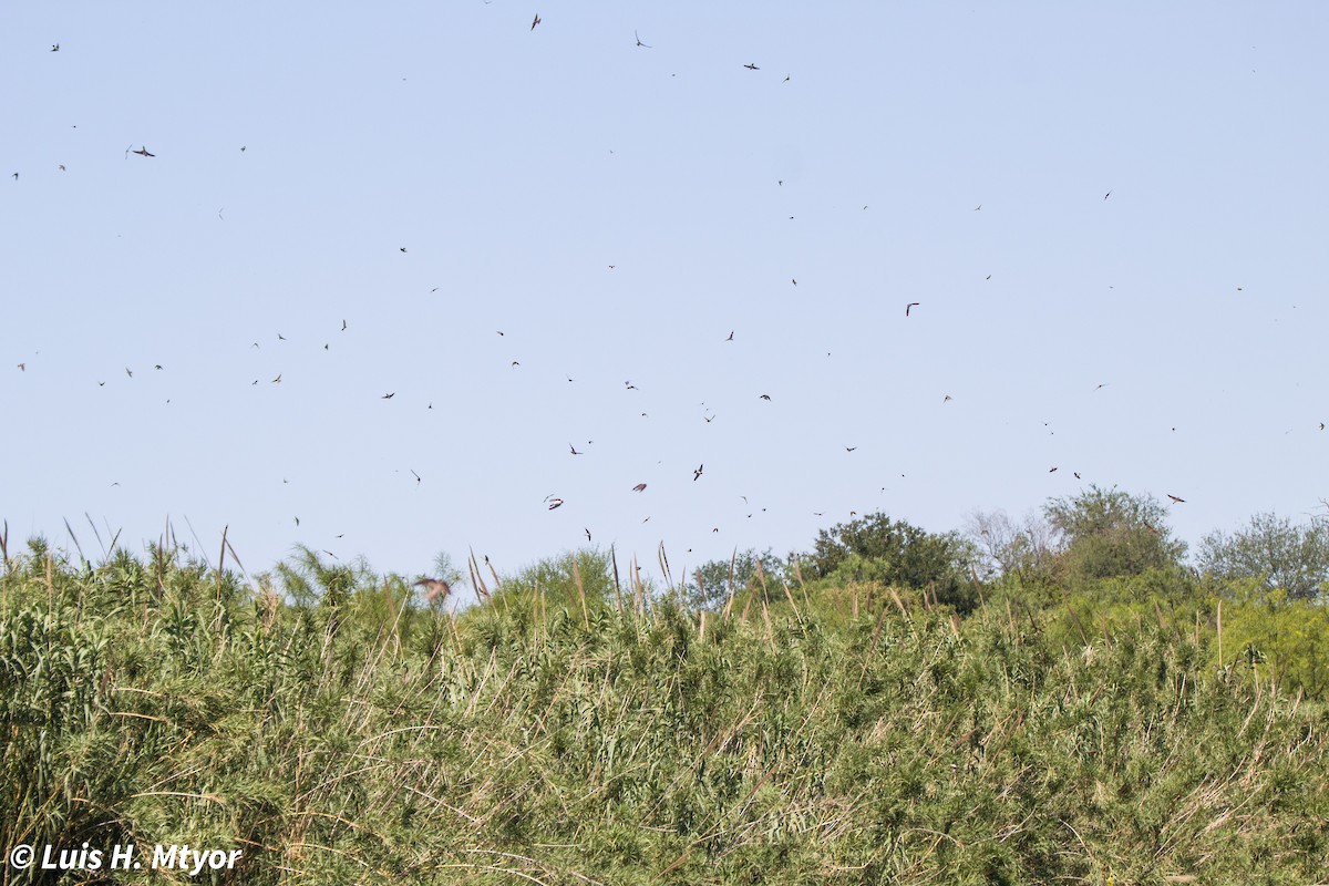 Bank Swallow - ML635884986