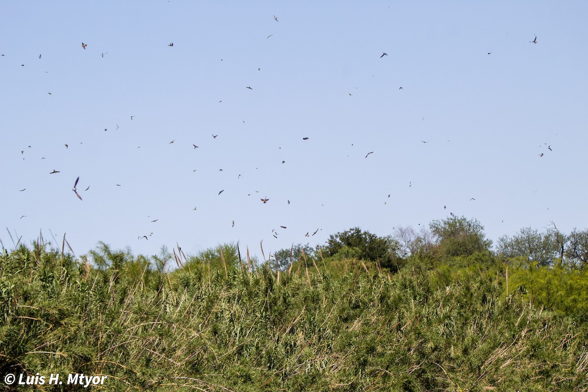 Bank Swallow - ML635884988