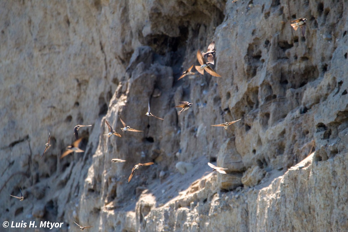 Bank Swallow - ML635884989