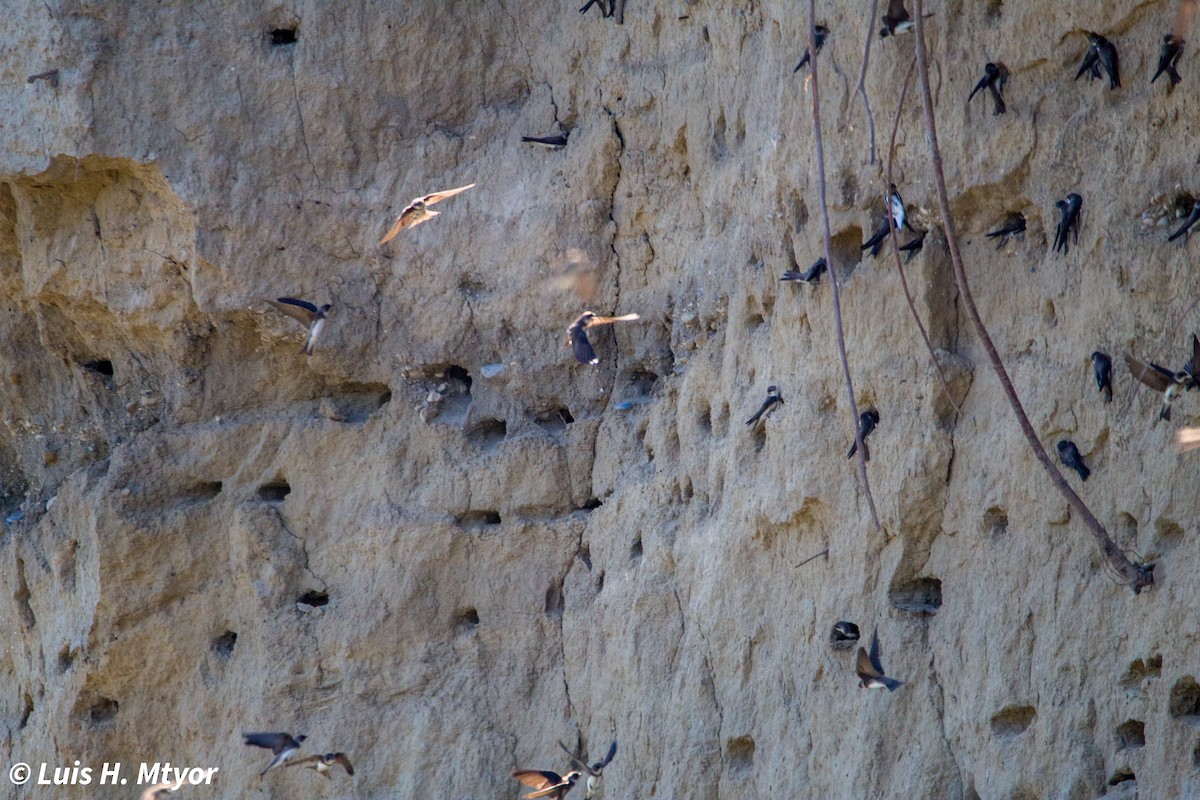 Bank Swallow - ML635884990