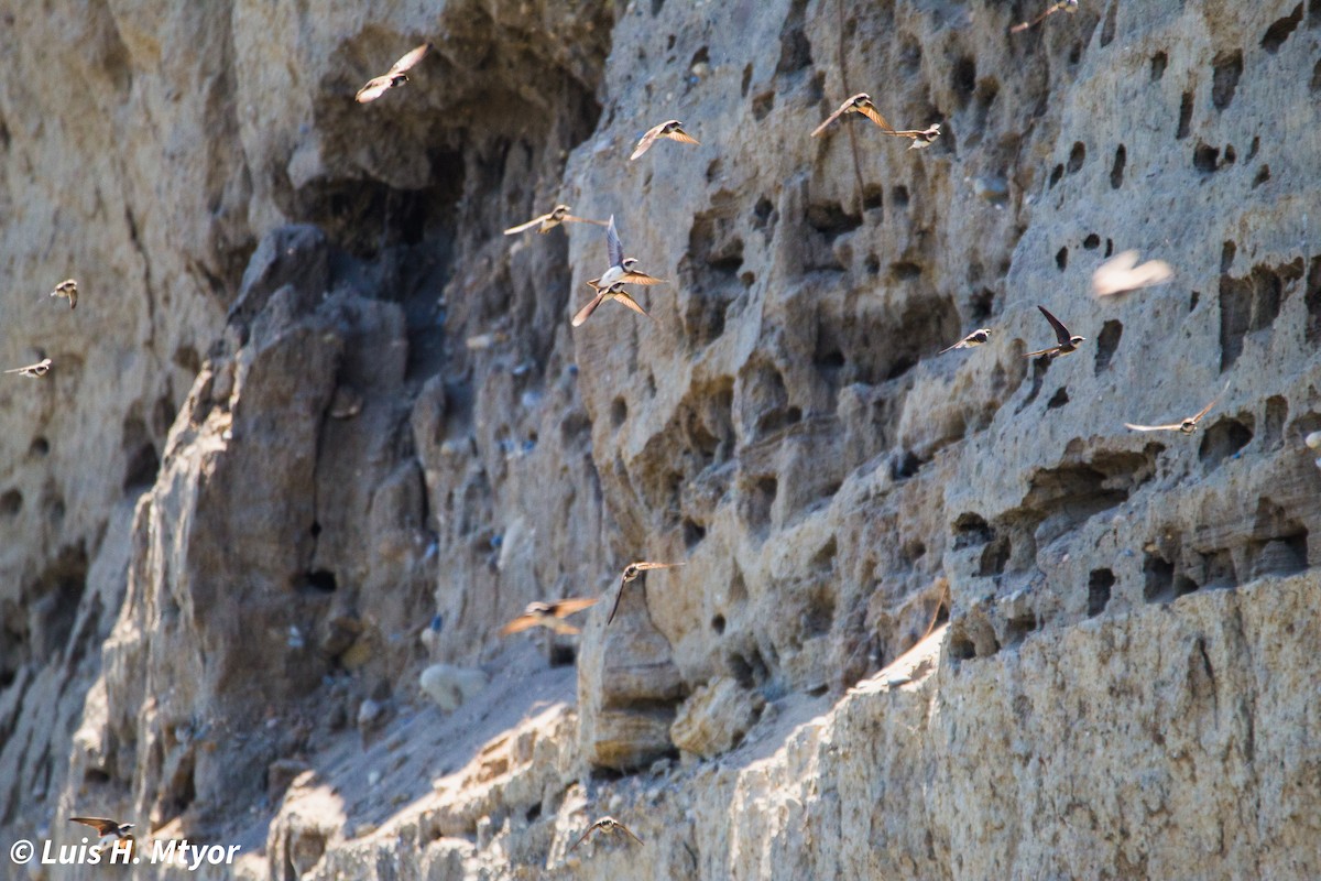 Bank Swallow - ML635884991