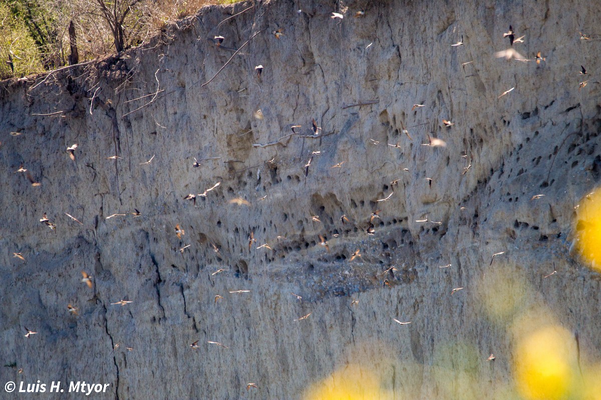 Bank Swallow - ML635884992